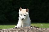 SIBERIAN HUSKY 1017
